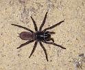 Missulena_occatoria_D7292_Z_90_on field_Australie